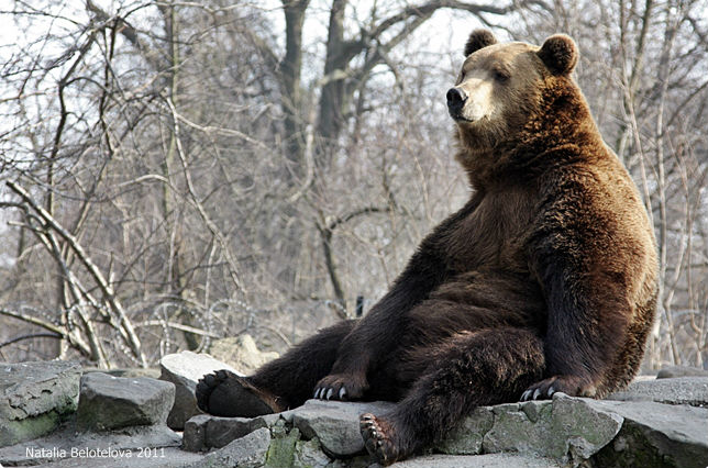 Медведь в Калининградском зоопарке